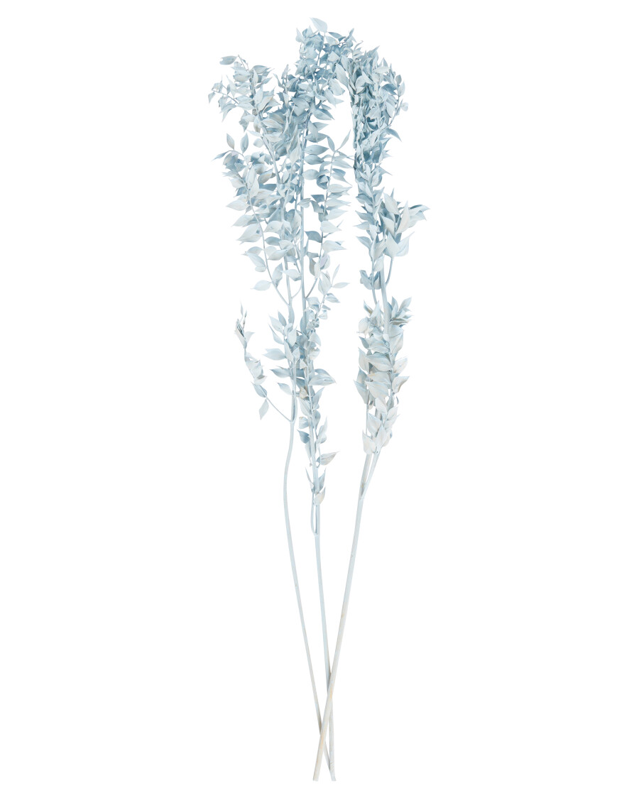 Trockenblumen Mäusedorn