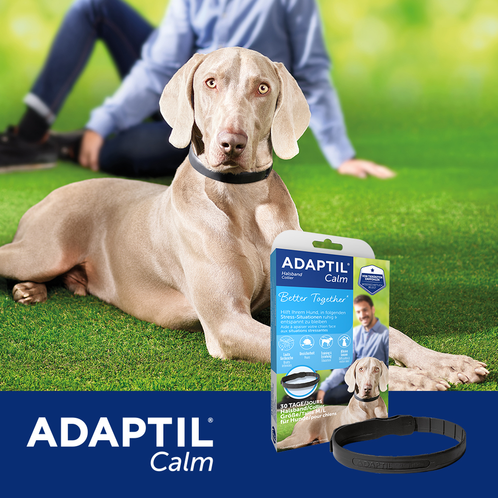 ADAPTIL Beruhigungsmittel ADAPTIL Calm Halsband Anti Stress Erziehungshalsband M-L
