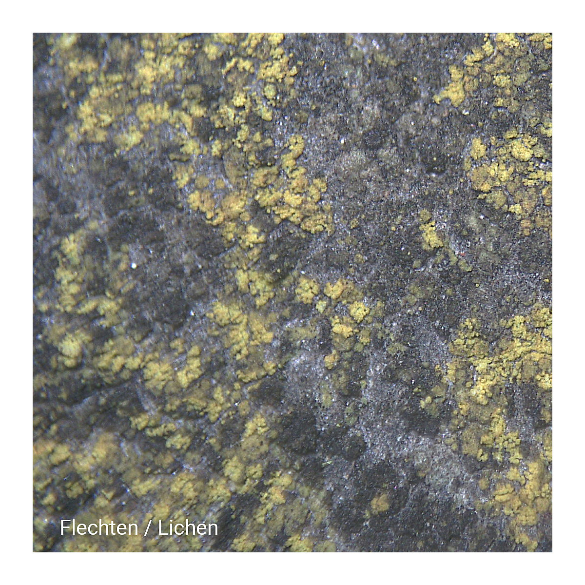 Auflicht-Mikroskop 20x