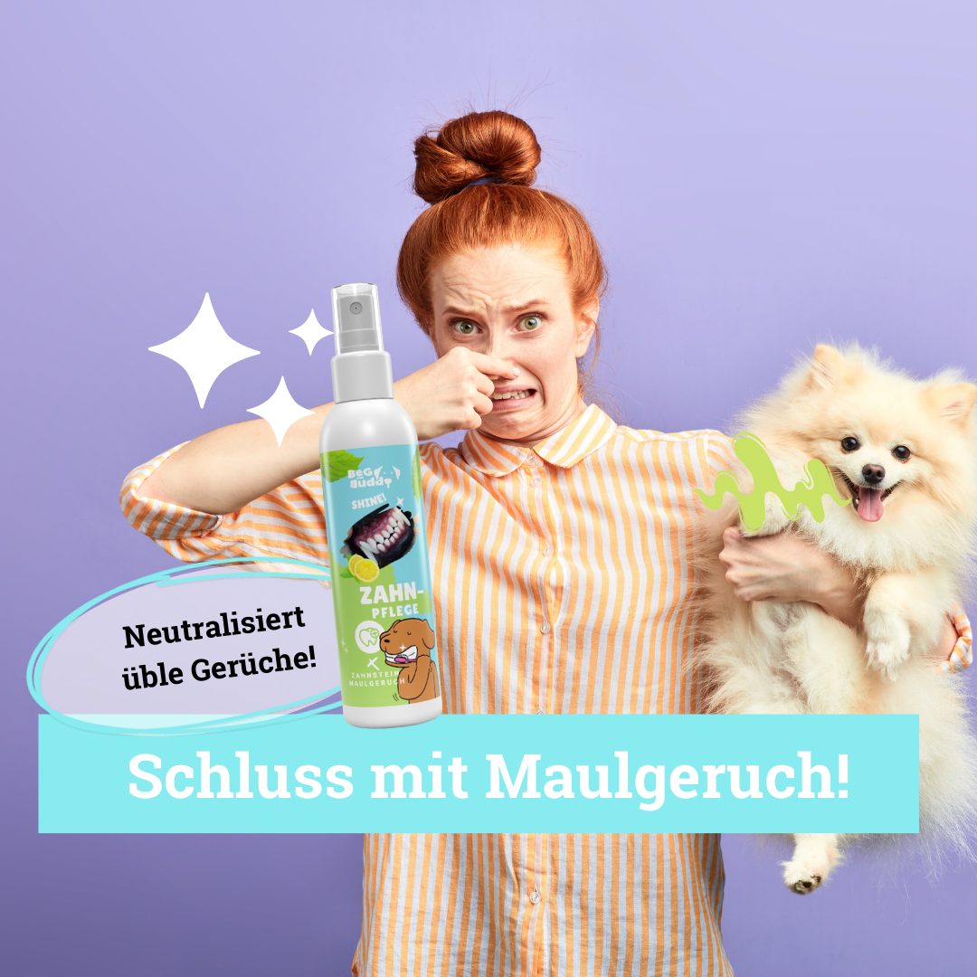 BeG Buddy Zahnpflege BeG Buddy Zahn weiß Dental Spray Hund, Zahnpflege & Maulhygiene