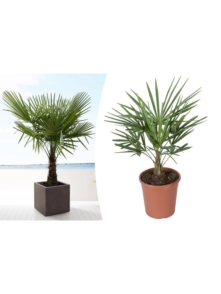 OH2 Trachycarpus fortunei Groß in Grün günstig kaufen onesize