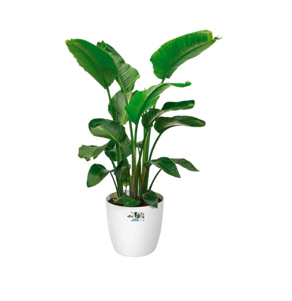 Elho Übertopf Brussels Wheels Blumentopf mit Rollen 35 - 47 cm weiß anthrazit