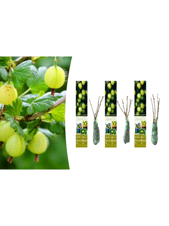 OH2 3er-Set Stachelbeeren in Grün günstig kaufen onesize