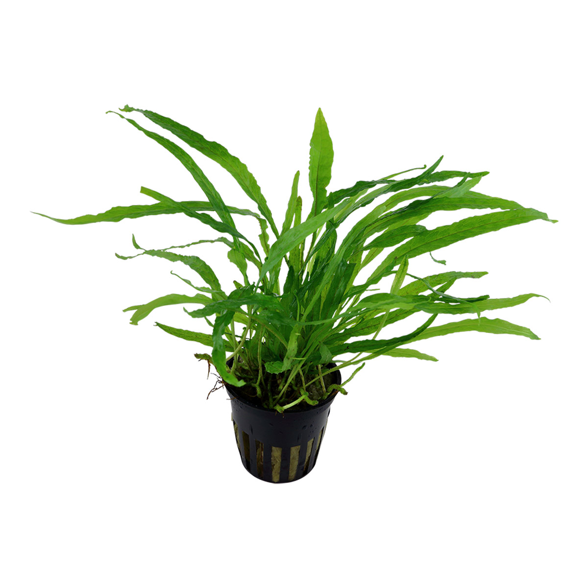 Tropica Aquariumpflanze Microsorum pteropus 'Narrow'