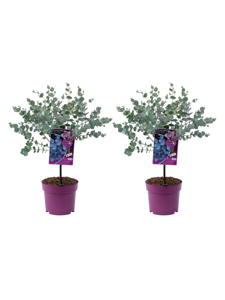 OH2 2er-Set Eucalyptus gunnii Azura am Stamm günstig kaufen onesize