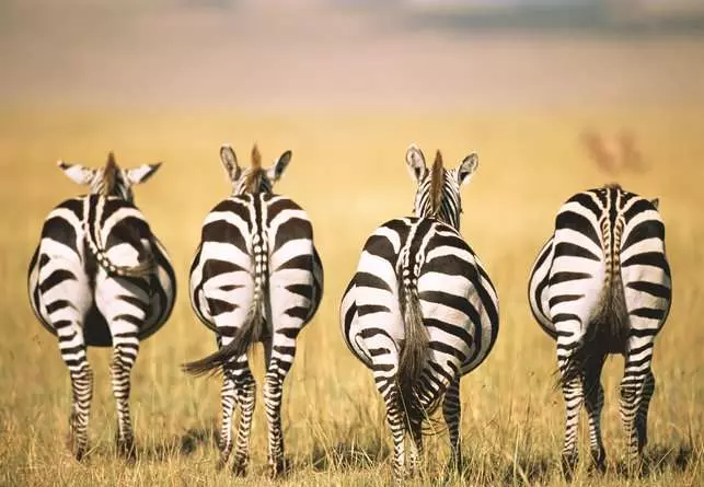 Puzzle 300 Teile - Zebra