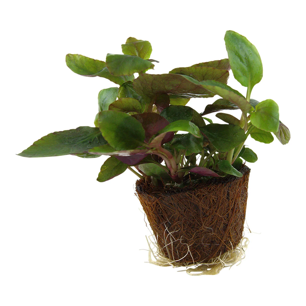 Tropica Aquariumpflanze Lobelia cardinalis kaufen