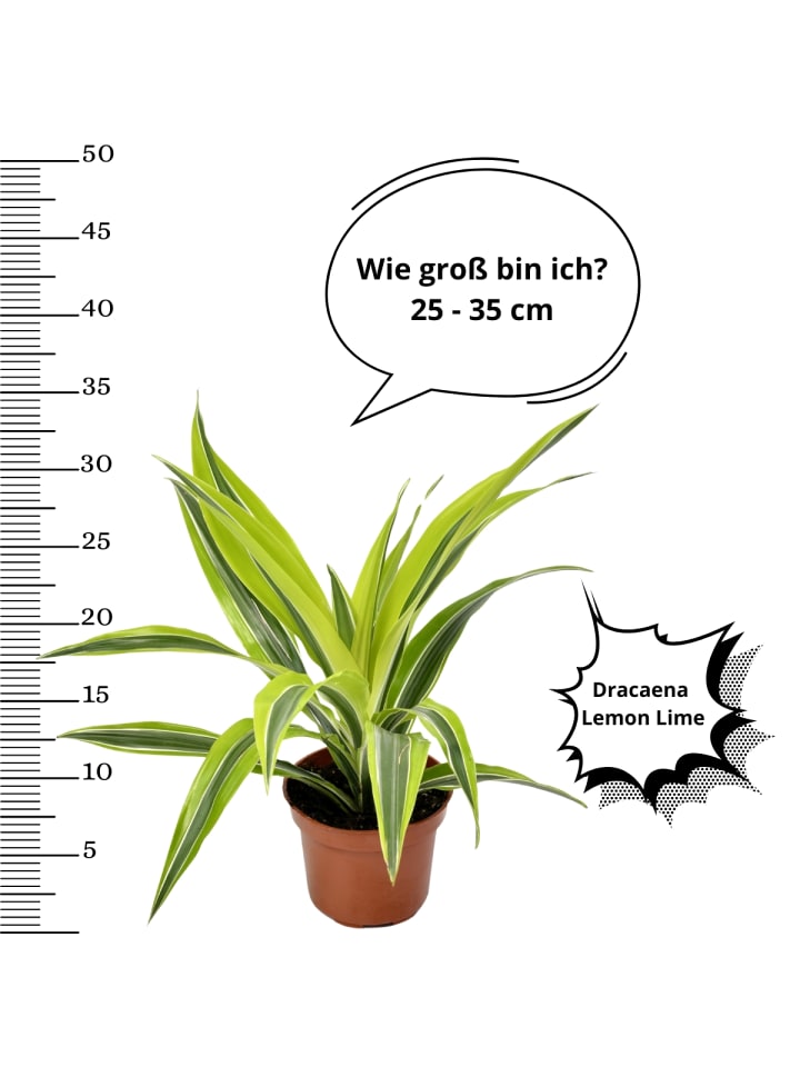 OH2 4er-Set: Drachenbaum-Mix in Bunt günstig kaufen onesize