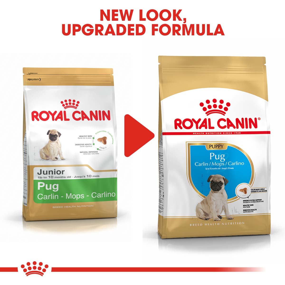 ROYAL CANIN Pug Puppy Welpenfutter trocken für Mops bei ZooRoyal