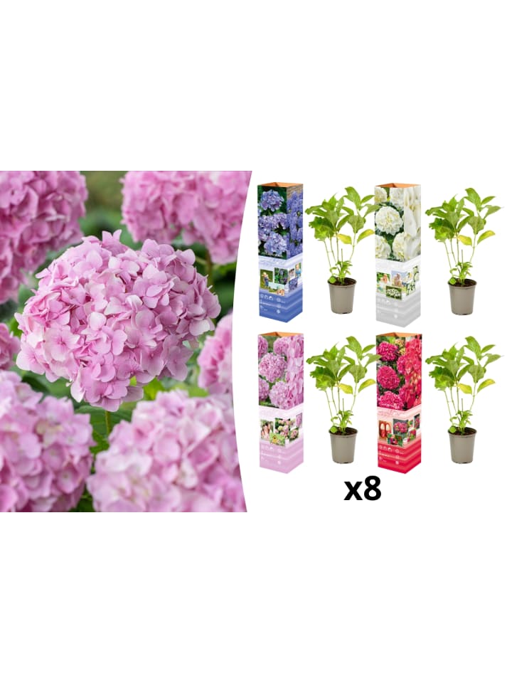 OH2 8-er: Set Hortensie (Hydrangea macrophylla) in Bunt günstig kaufen onesize
