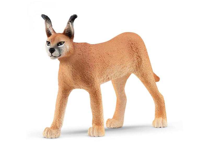 Femelle Caracal