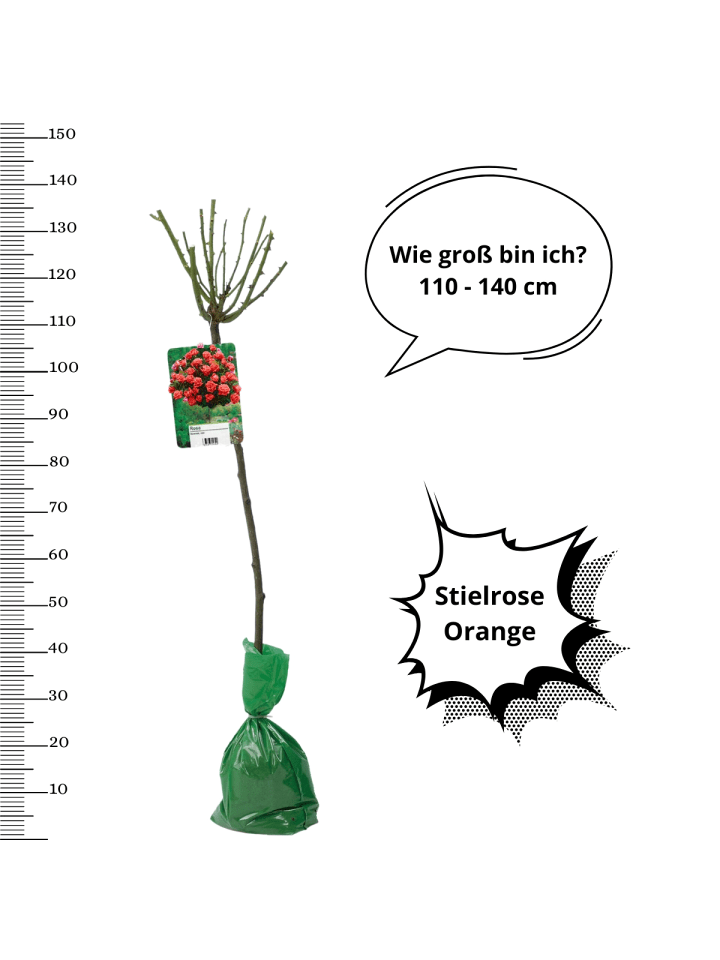 OH2 3er-Set: XXL Großblütige Standardrosen in orange günstig kaufen onesize