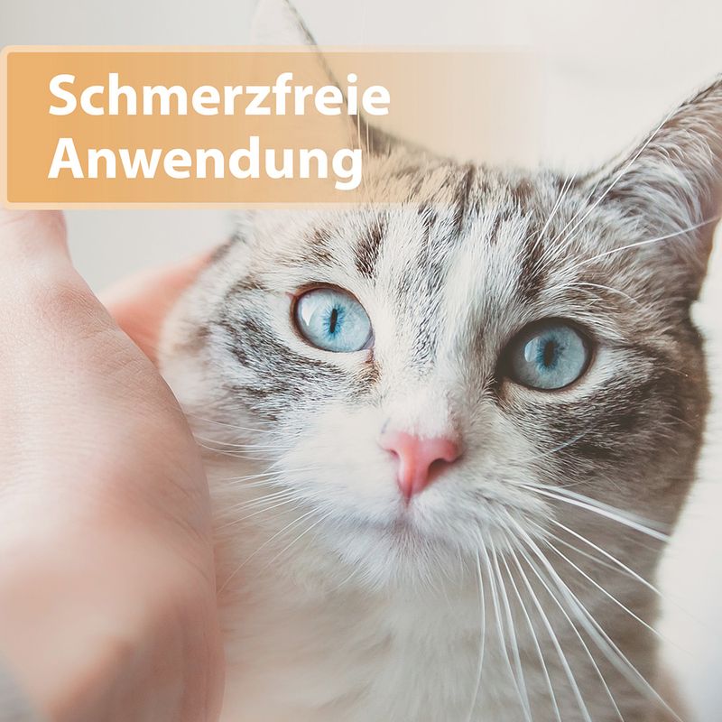 Felisept Wundgel zu TOP-Preisen
