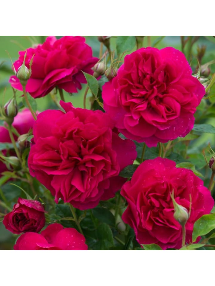 OH2 3er-Set Polyantha-Rosen in Rosa günstig kaufen onesize
