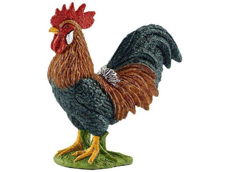 Coq