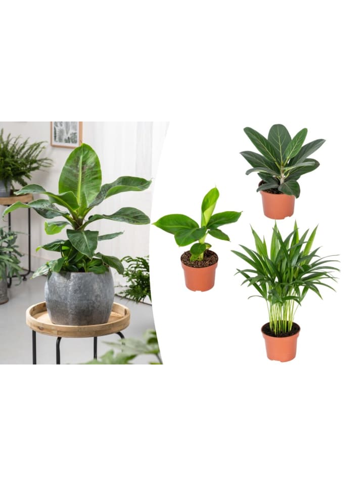 OH2 3er-Set: Orientalische Zimmerpflanzen Set in Grün günstig kaufen onesize