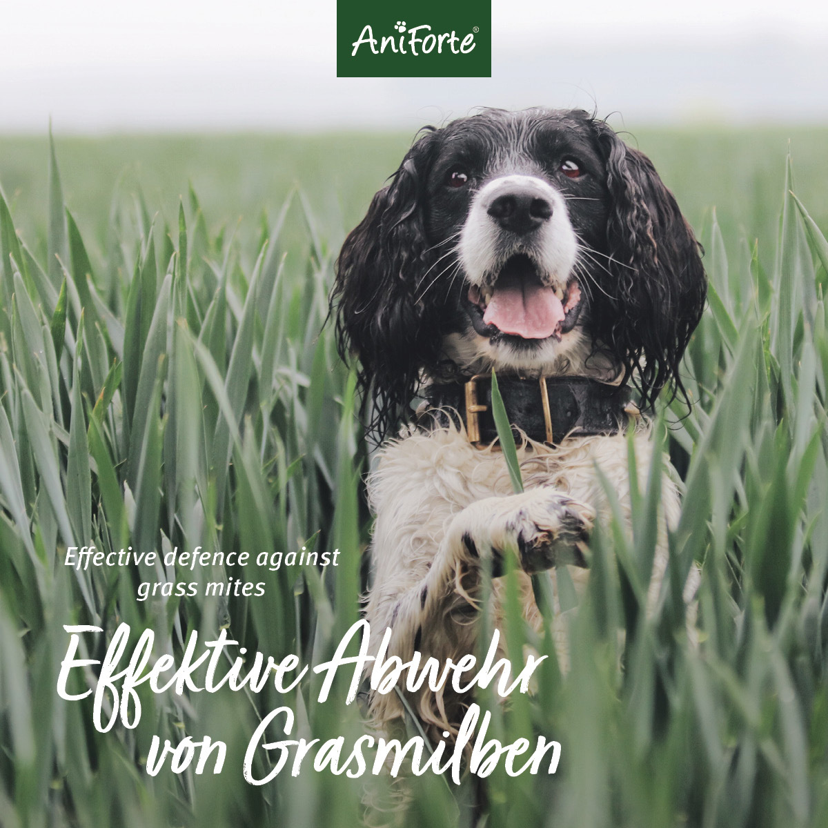 Aniforte Floh- & Zeckenmittel Aniforte Grasmilben-EX Spray für Hunde 500ml
