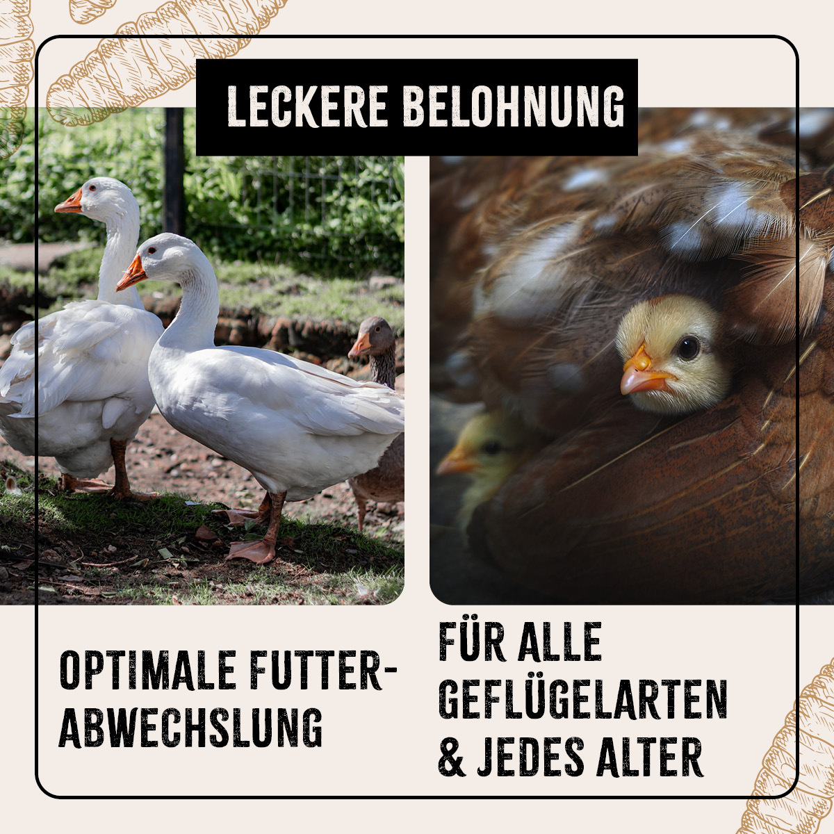 Aniforte Futter & Heu Aniforte FarmLife Soldatenfliegenlarven 800g