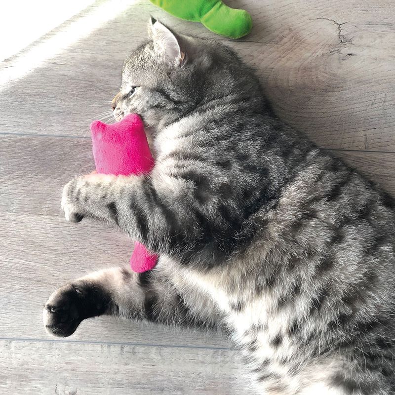 Aumüller Katzenspielkissen Plüschkatzen zu TOP-Preisen