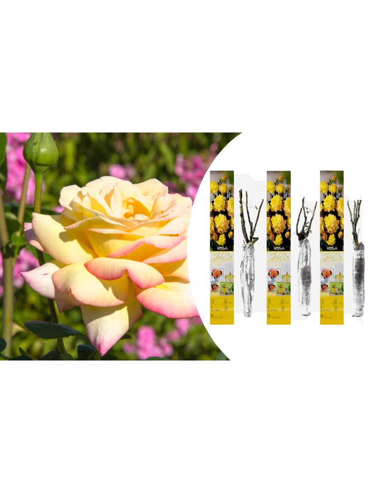 OH2 3er-Set Großblütige Rosen in Gelb/Rosa günstig kaufen onesize