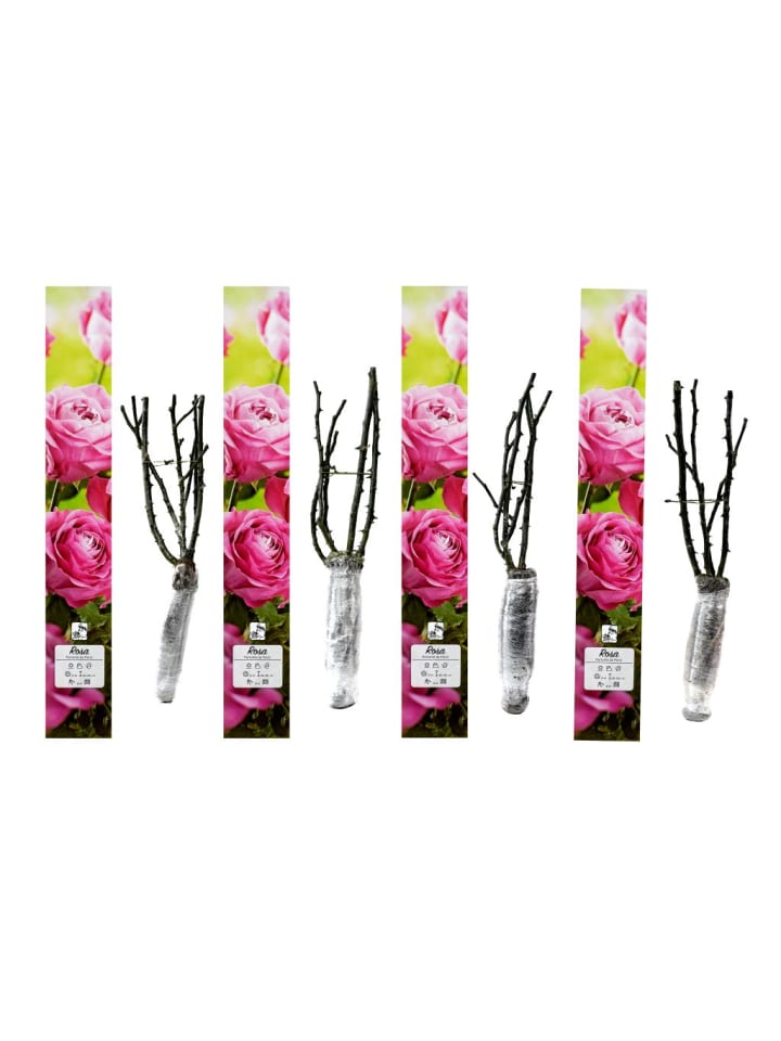 OH2 4er-Set: Duftende großblumige Gartenrosen in Rosa günstig kaufen onesize