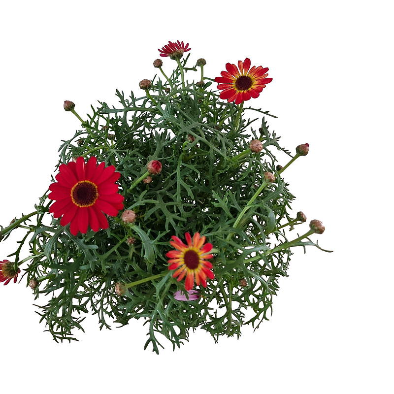 Margeritt farget G. Daisy