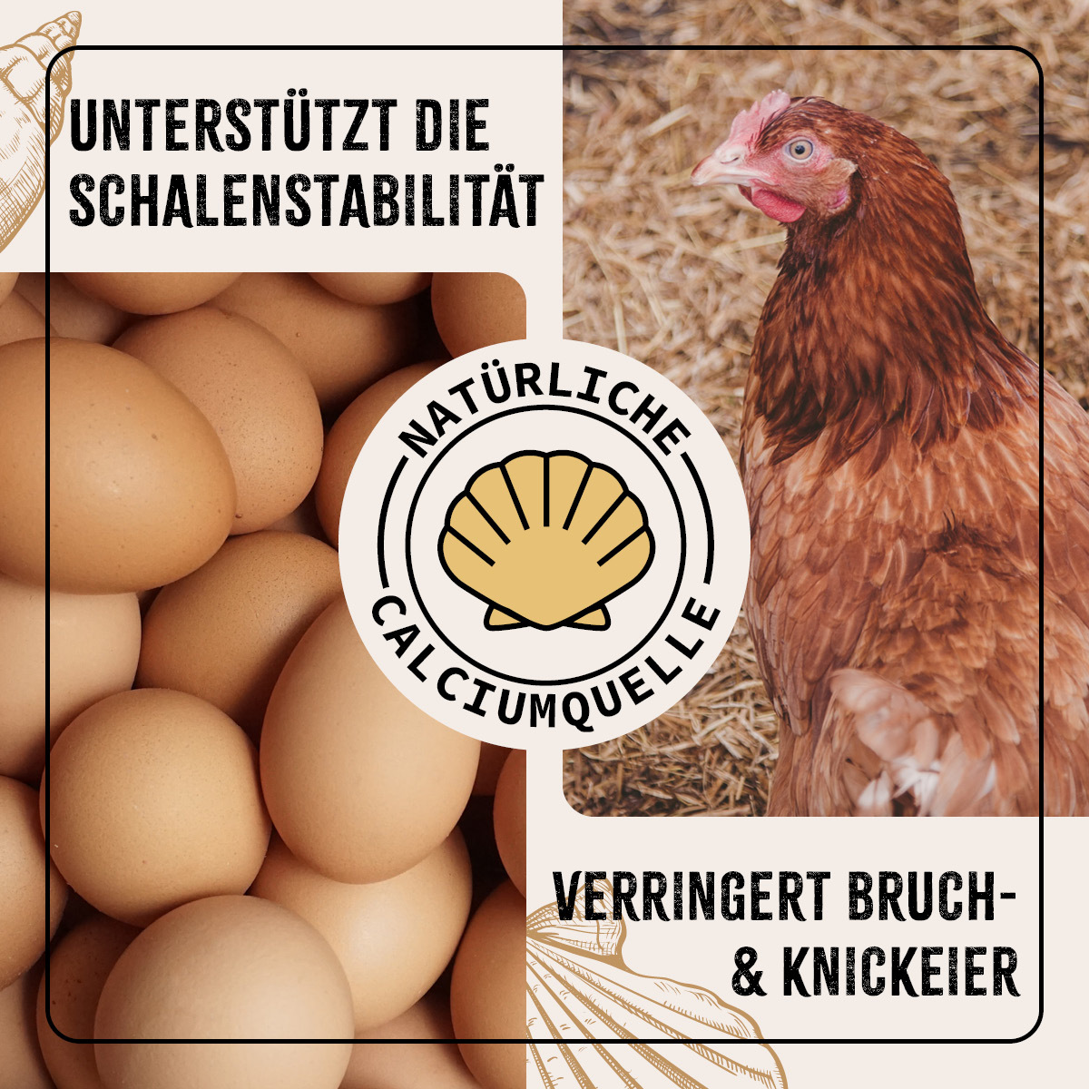 Aniforte Futter & Heu Aniforte FarmLife Muschelgrit für Hühner 5kg
