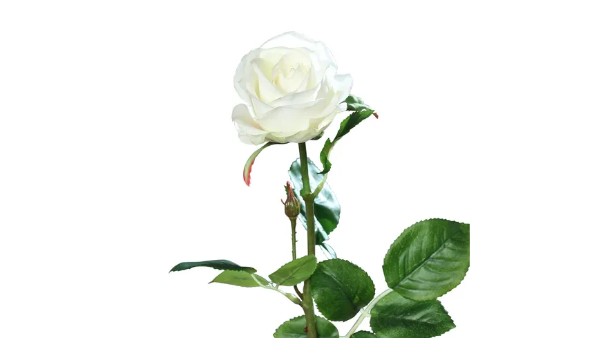 Rose 66cm cream