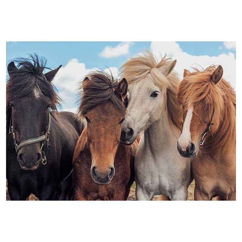 Puzzles L'amour des chevaux 2x 24 pièces
