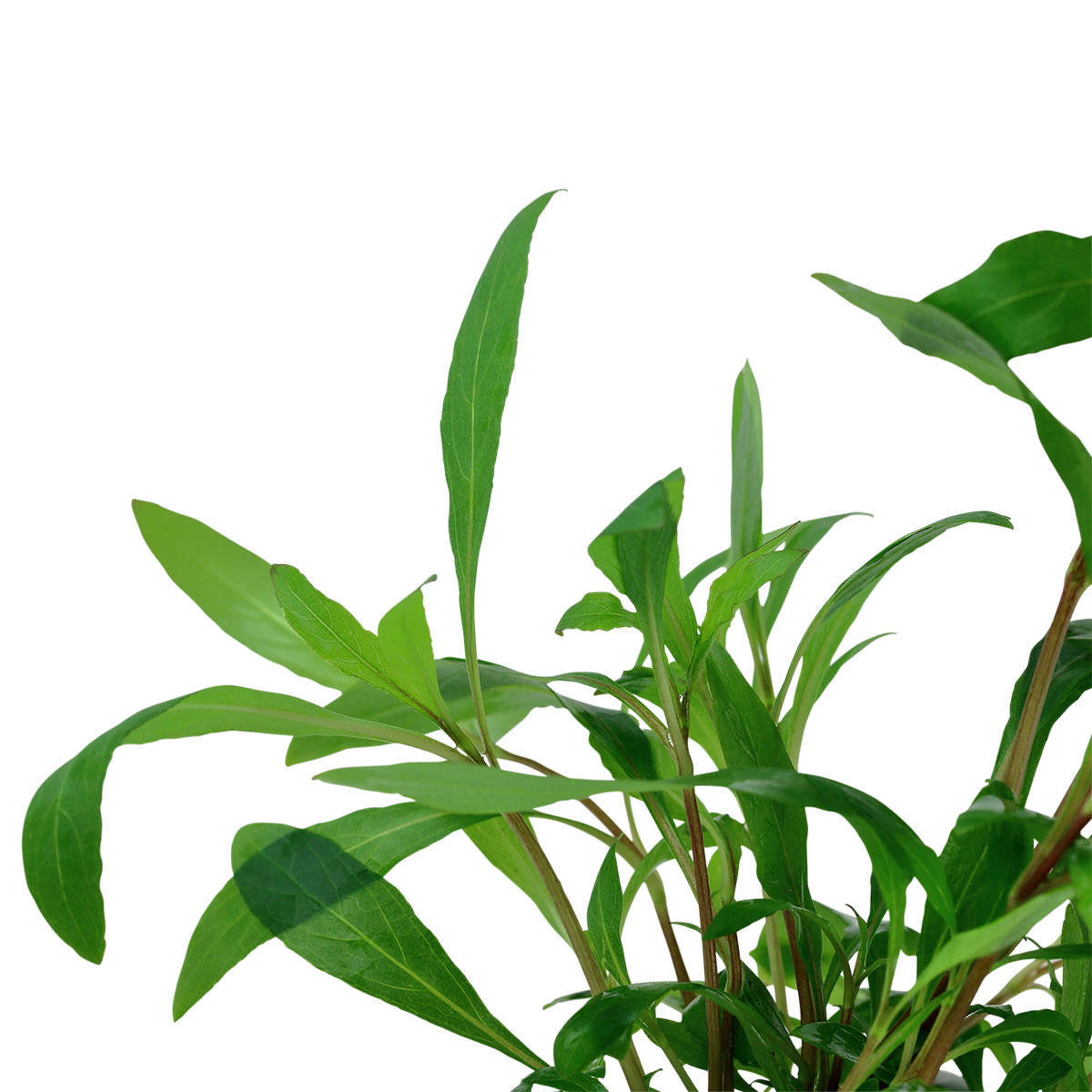 Tropica Aquariumpflanze Hygrophila corymbosa 'Siamensis 53B'