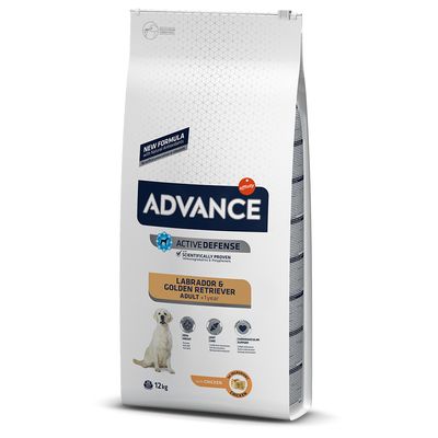 Advance Labrador Retriever Adult