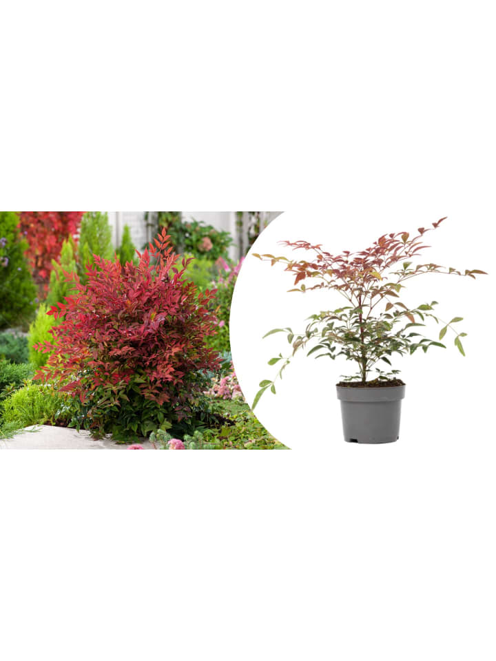 OH2 Nandina Domestica Obsessed in Bunt günstig kaufen onesize