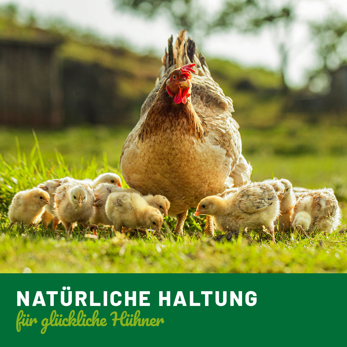 HÜHNER Land Futter & Heu HÜHNER Land Mauserhilfe 500g