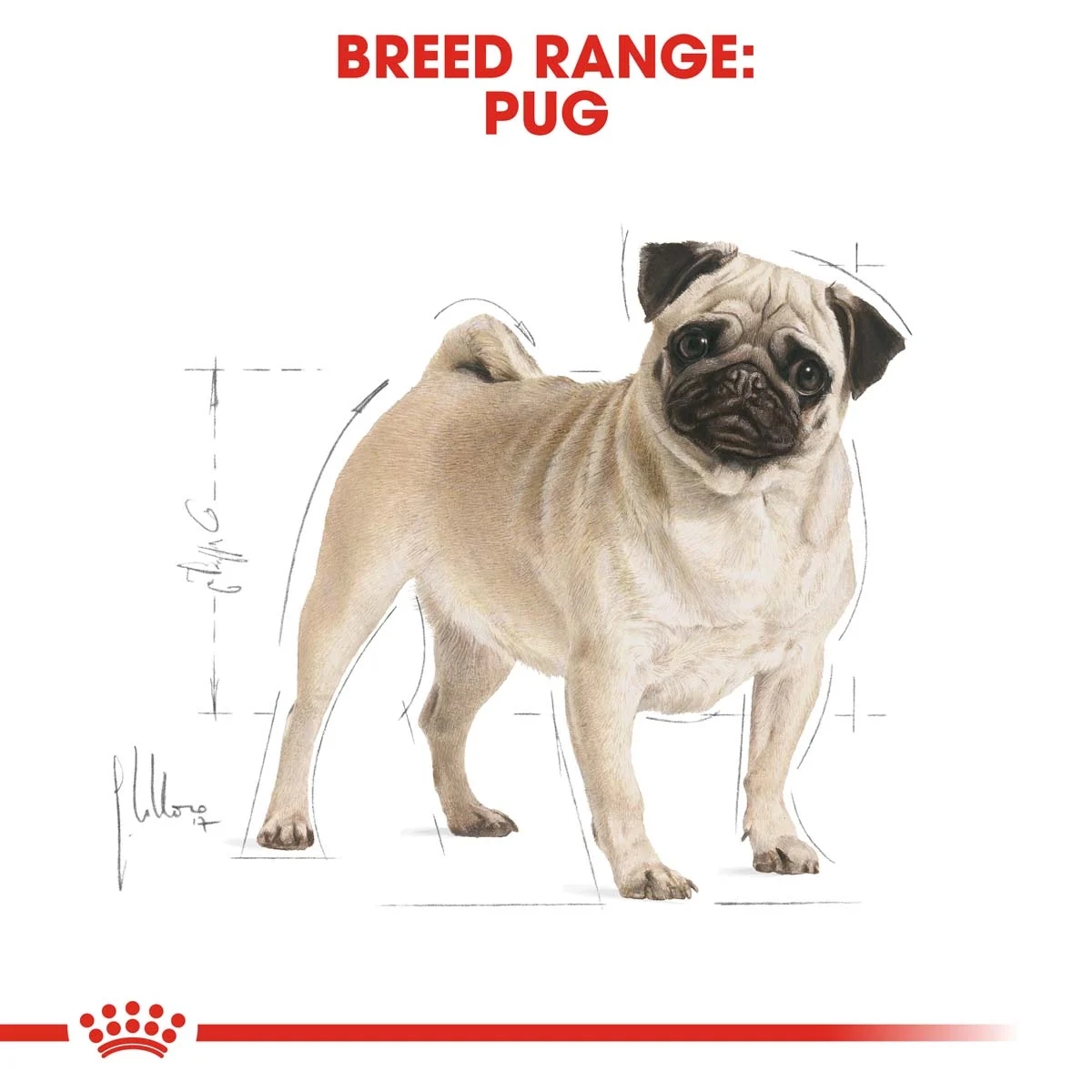 ROYAL CANIN Pug Adult Hundefutter trocken für Mops bei ZooRoyal