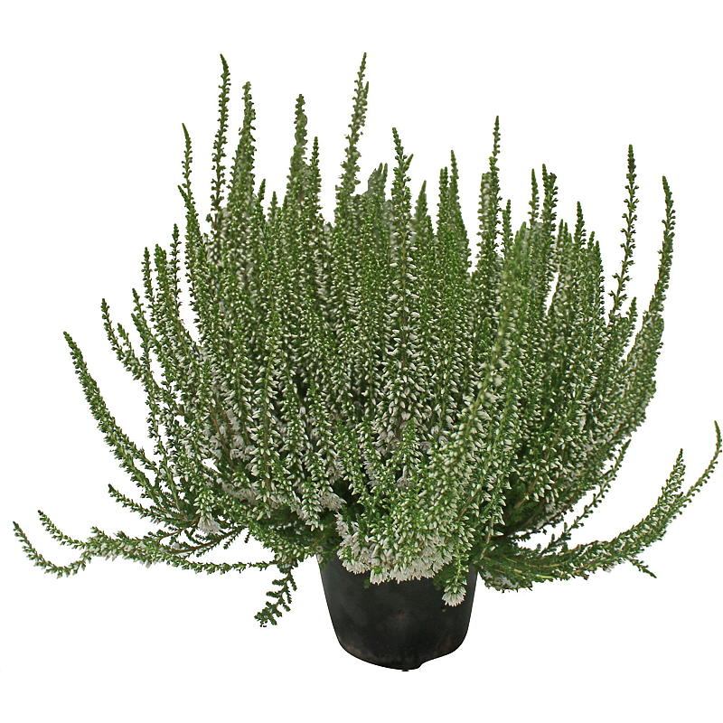 Calluna Garden girls 11 cm