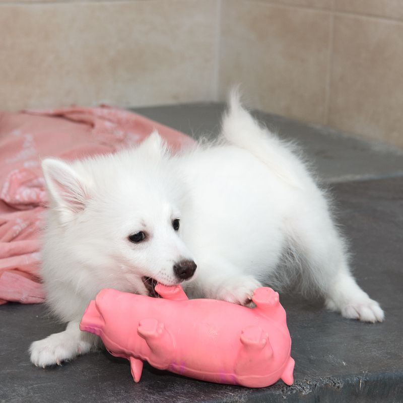 Hundespielzeug Latex-Schwein mit Stimme zu TOP-Preisen | bitiba %
