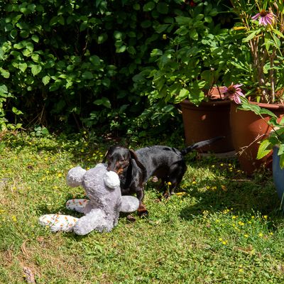 Hundespielzeug Elsie
