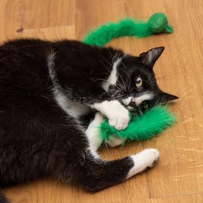 Katzenspielzeug Wagging Set