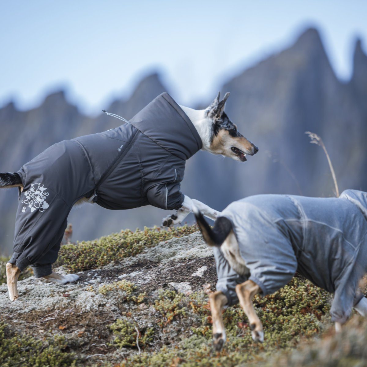HURTTA Hundemantel Extreme Overall (Wärme-Overall) dunkelgrau