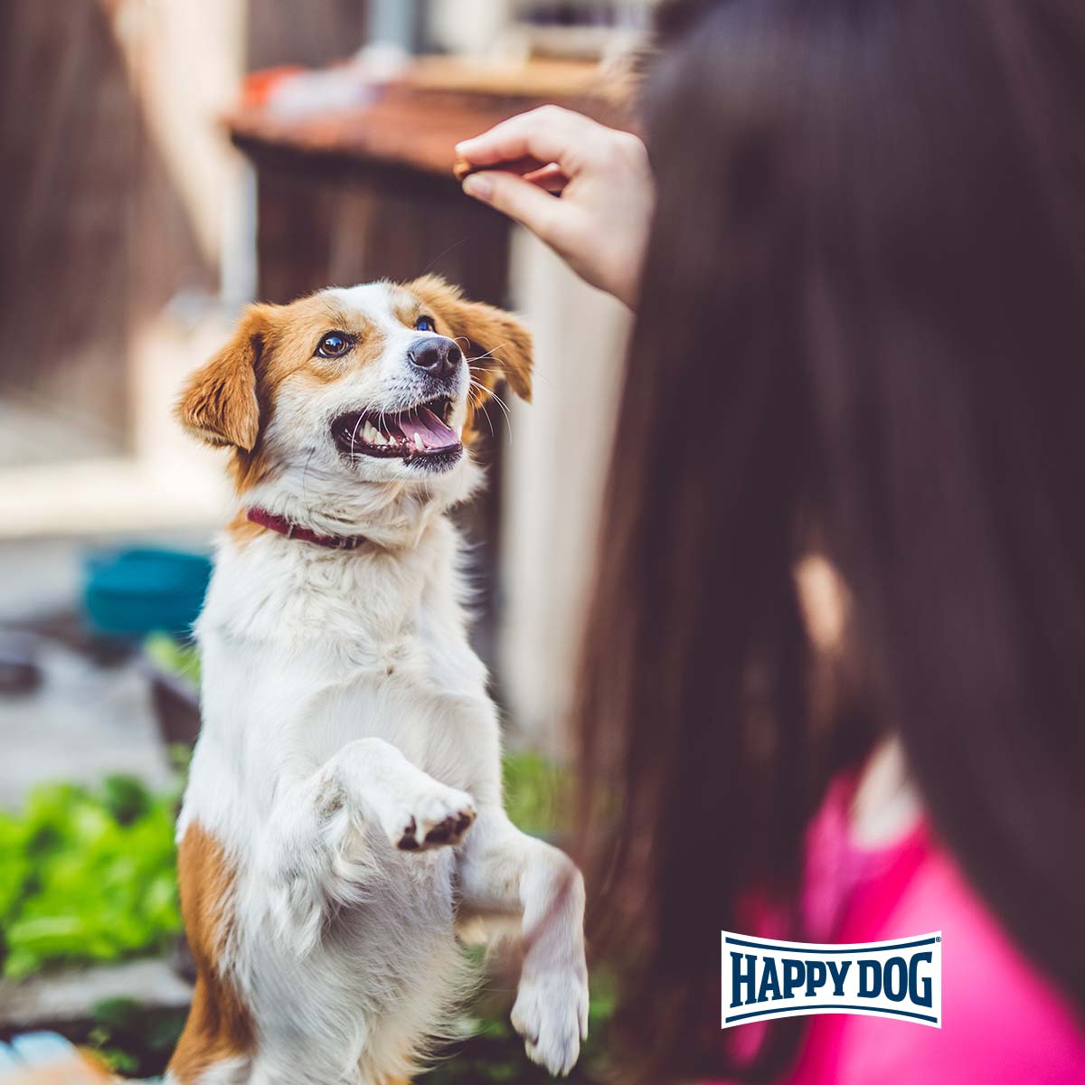 Happy Dog SoftSnack Africa günstig kaufen bei ZooRoyal
