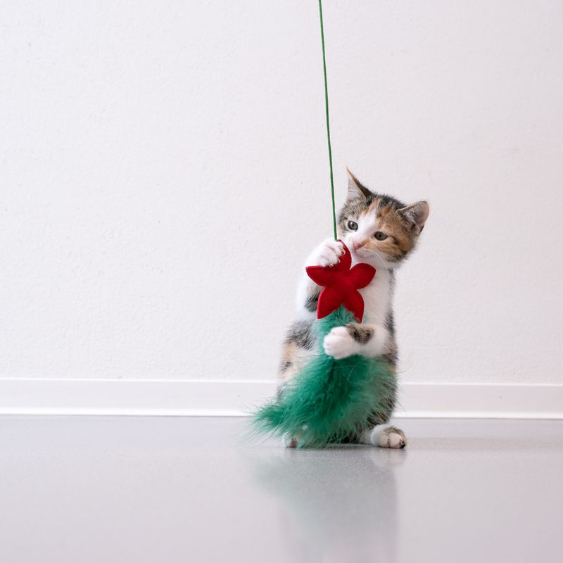 TIAKI Katzenangel Weihnachtsstern zu TOP-Preisen