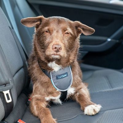 CarSafe Hundereisegeschirr, schwarz