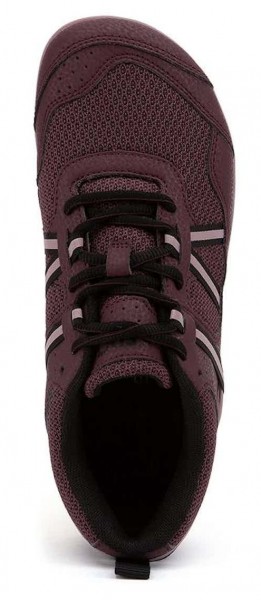 Xero |f ~ Prio ~ Fig/Elderberry