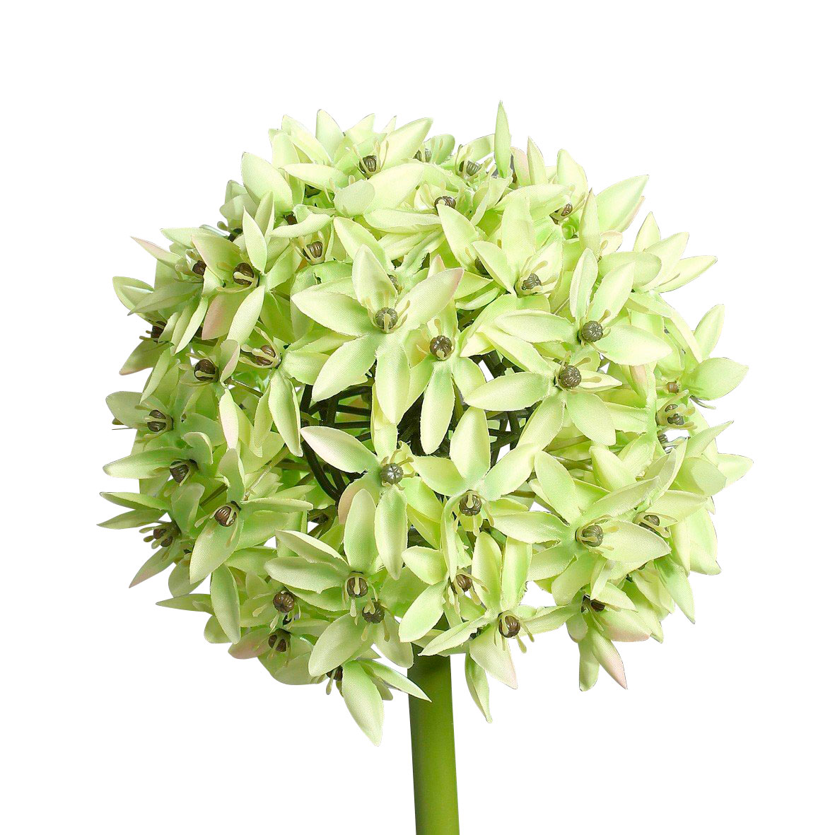 DPIAllium fluffig 70cm