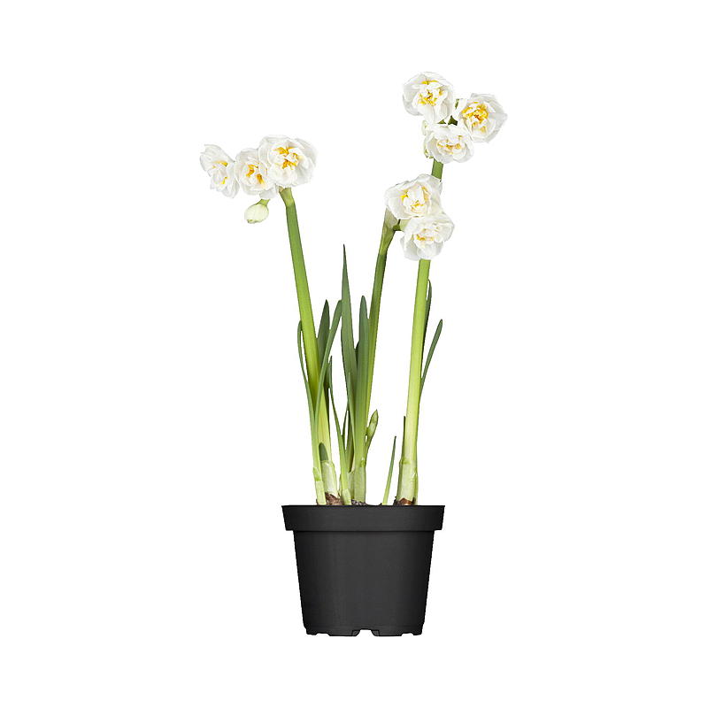Duftlilje P12, Narcissus bridal crown