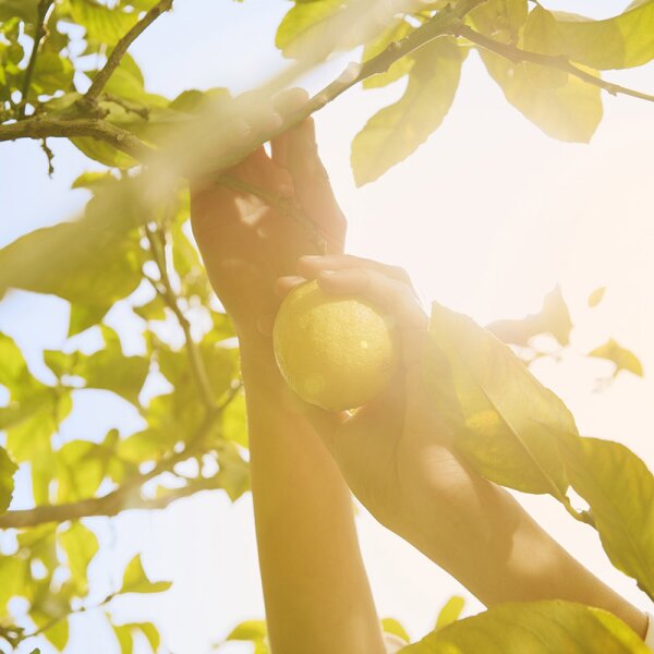 Maison Margiela Replica Under the Lemon Trees Eau de Toilette
