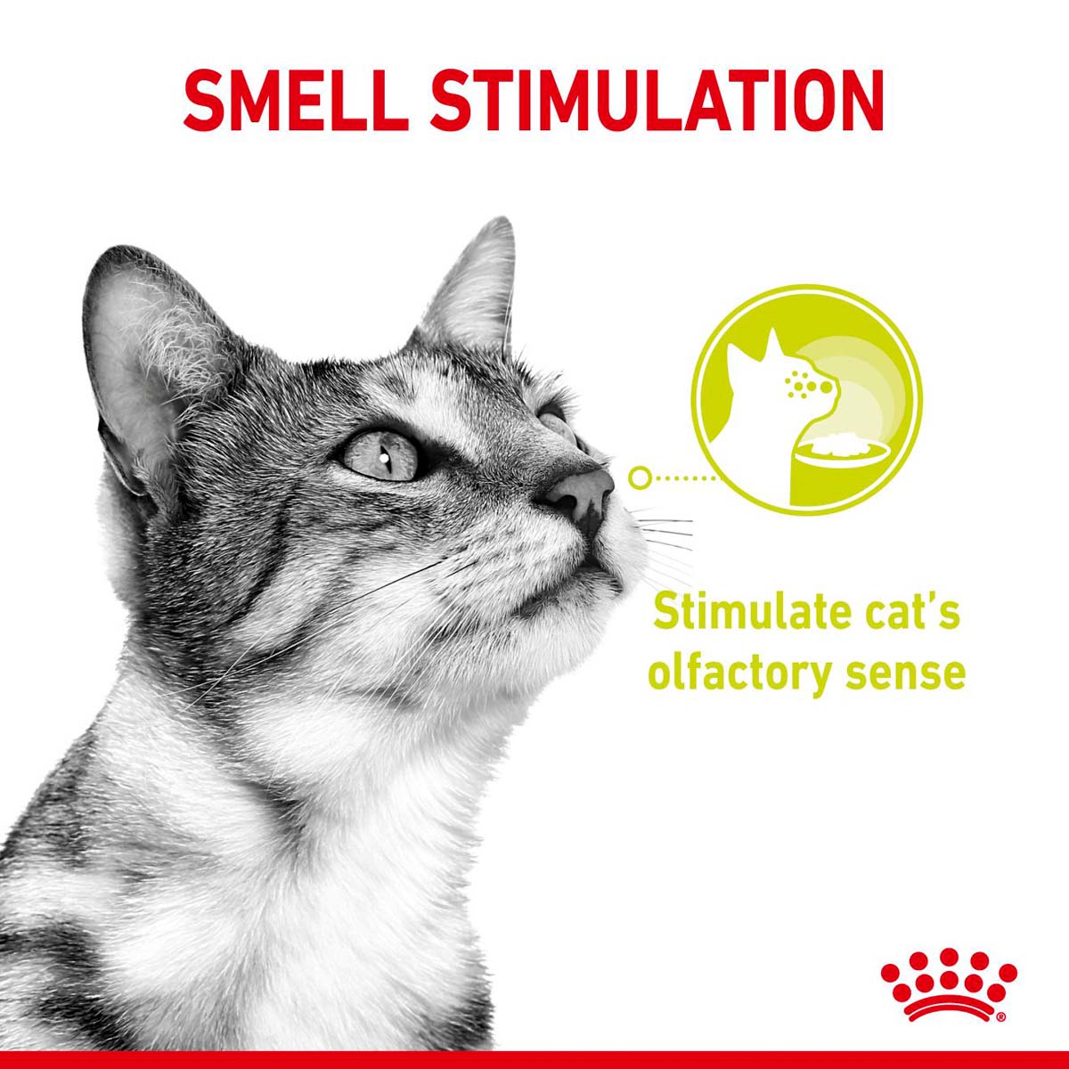 Royal Canin Sensory Smell Jelly günstig kaufen bei ZooRoyal