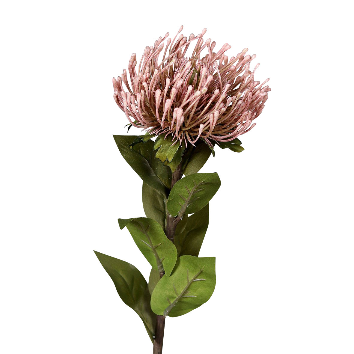 DPIProtea 74cm