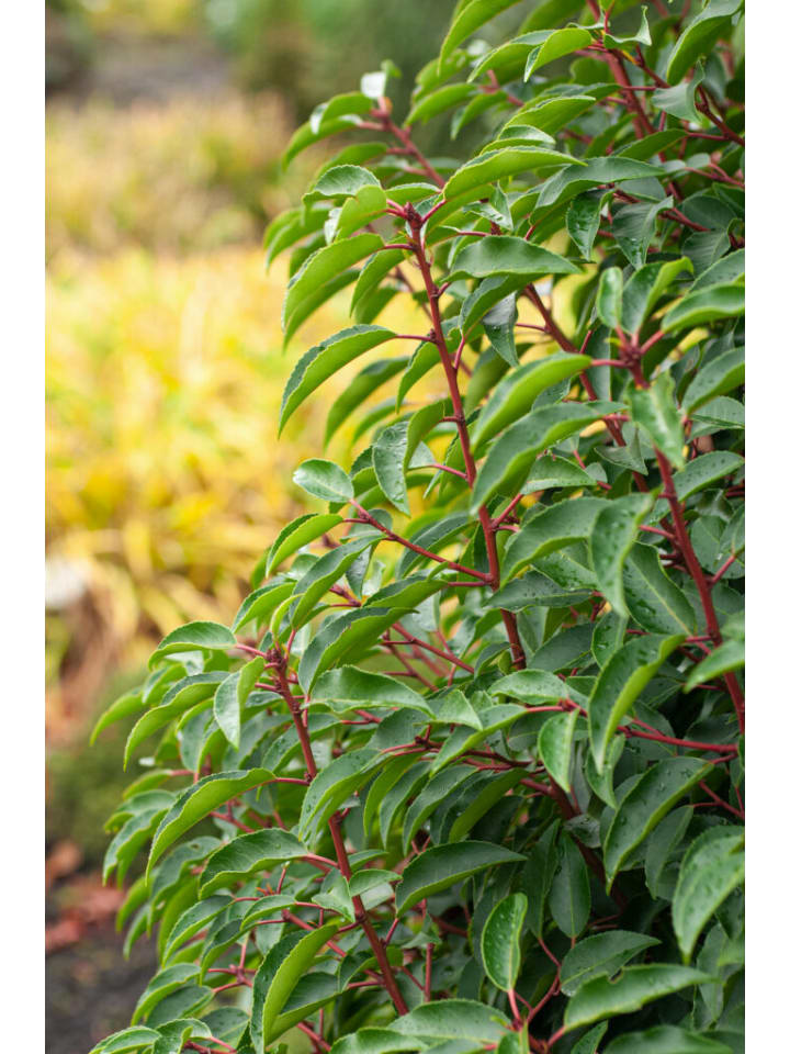 OH2 3er-Set Prunus lusitanica 'Angustifolia in Grün günstig kaufen onesize