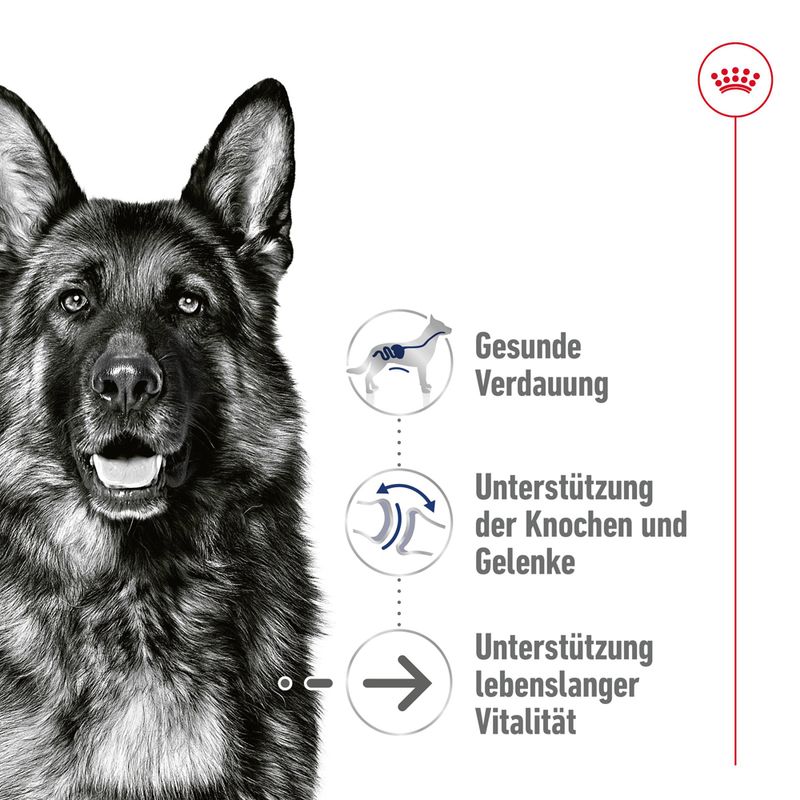 Royal Canin Maxi Ageing in Soße